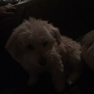 Meet your Posher, Frances